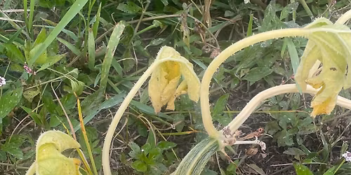 Annual Halloween Costume Bonfire