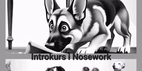 Introkurs i nosework 