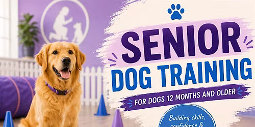 Saturday Group Dog Training Classes | Senior (+12 months)