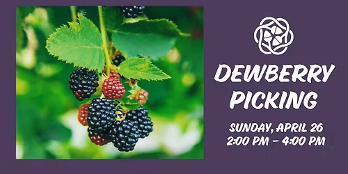 Dewberry Picking
