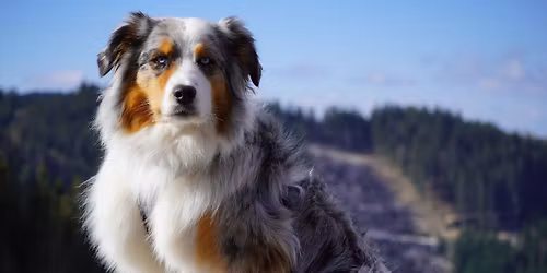 346. Dog H\u00e1jking Kuty\u00e1s T\u00fara (Ausztria, Schwarzenbergwiese)