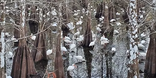 Audubon of SWFL at Six Mile Cypress Slough Preserve