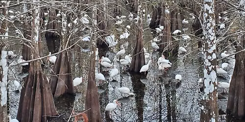 Audubon of SWFL at Six Mile Cypress Slough Preserve