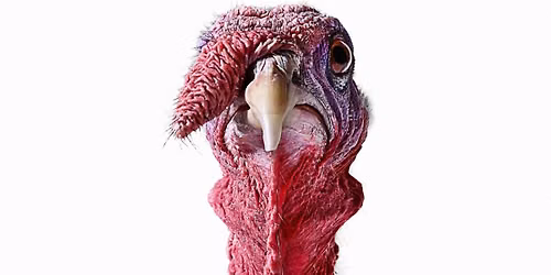 Turkey Shoot - Open to the Public!