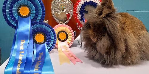 National Lionhead Rabbit Club- Southern Stock Show @ The Essex Championship Rabbit Show 