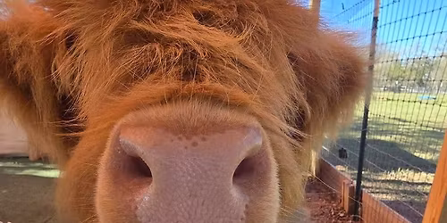 Mini Cow Cuddles & Baby Goat Snuggles!