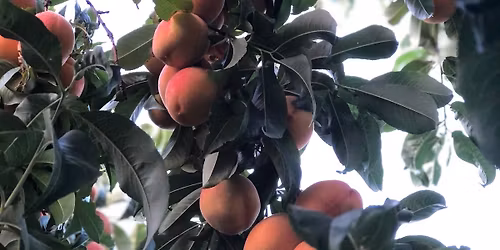 Eurythmy, Music, and Art to Nourish Your Senses