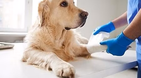 Winchester - Dog First Aid Training- 22nd November