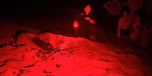 2026 St. Lucie County Nighttime Sea Turtle Walks