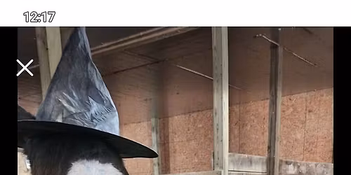 Trick or treat with horses