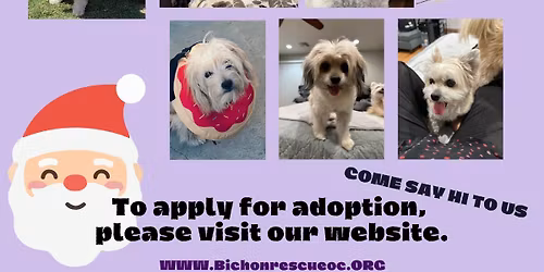 BROC\u2019s Christmas Tails Adoption Event