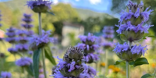 Native plant show at M. R. Gardens - Attract songbirds, pollinators and other important wildlife