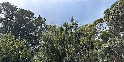 Tamariki Imagination: Insects