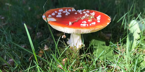 DIY Faery Houses (Free)