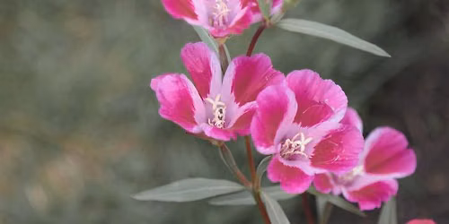 Lewisia & Clarkia: Plants of Lewis & Clark