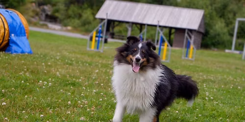 Agility nybegynner kurs