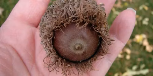 City Walk Brrr Oaks, 6.0 Miles