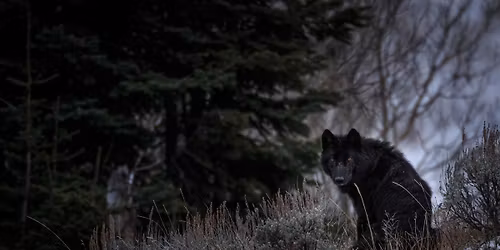 Parking Ronan Donovan