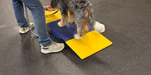 Agility Fun Night (with Hope)