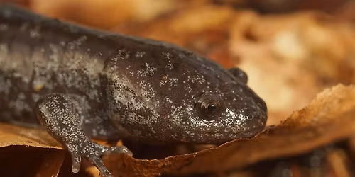 An Introduction to the Amphibians of the Southern Appalachians