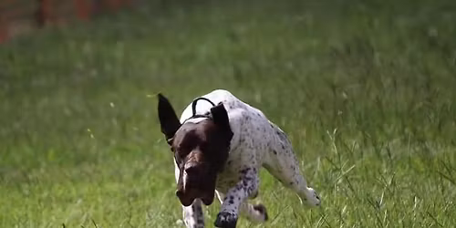 South Texas Collie Club ALL BREED FASTCAT - November 8th and 9th 2025