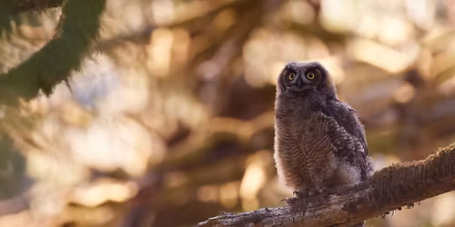 Squamish Estuary Monthly Bird Count