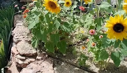 Planning Your Own Cutting Garden