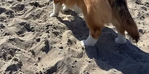 Corgi Beach Meet up! 