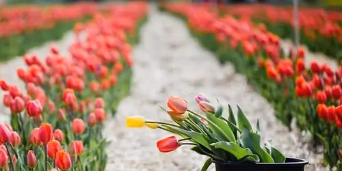 CT Social Babes Picks Tulips in Granby