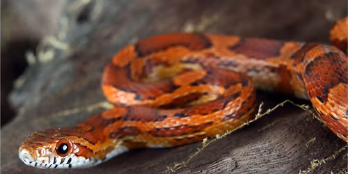 Snake Feeding at the Wilderness Station