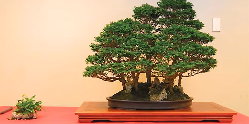ABAS BONSAI AUCTION & CONSIGNMENT SALE, Saturday, Sept. 19, 1-4PM
