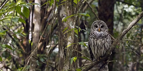 Hike: Owl Prowl