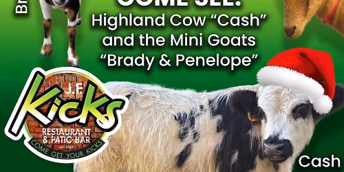 Meet a Highland Cow and Mini Goats