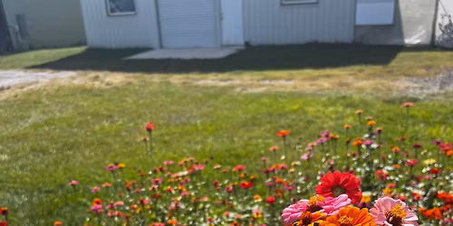 Bloomsgiving: U-Pick Flowers!