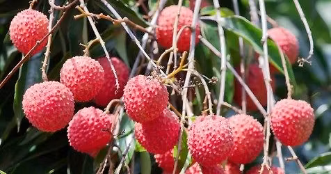 Free Mini-Workshop: Tropical Fruit Tuesday