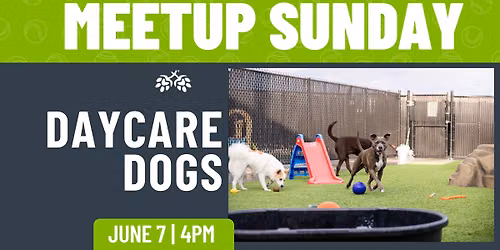 Daycare Dog Meetup 