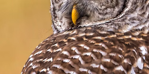 Birds of Prey: Live & Up Close 