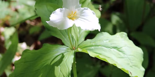 Wander Walloon: Guided Wildflower Hike