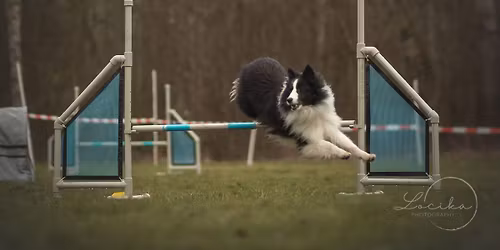 M\u00e1jov\u00e9 Hops\u00e1n\u00ed - neofici\u00e1ln\u00ed agility z\u00e1vody