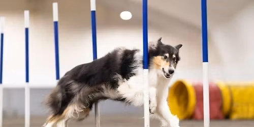 Milja Haapam\u00e4en agilityvalmennus 14.12.2025