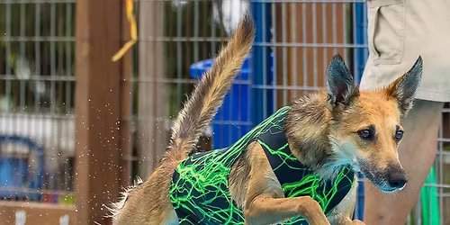 PepperJack's Plunge IDS Splasharitaville