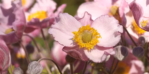 LIRAK's internasjonale utstilling 2. og 3.mai 2026