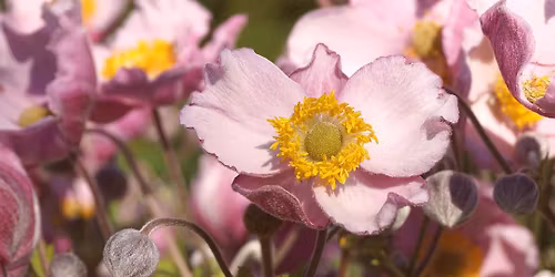 LIRAK's internasjonale utstilling 2. og 3.mai 2026