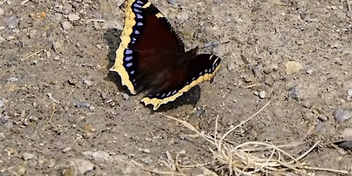 City Nature Challenge: Guided Photo Hike