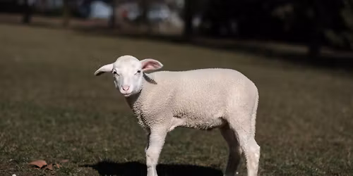 OCHRANA ZV\u00cd\u0158AT A WELFARE 2026