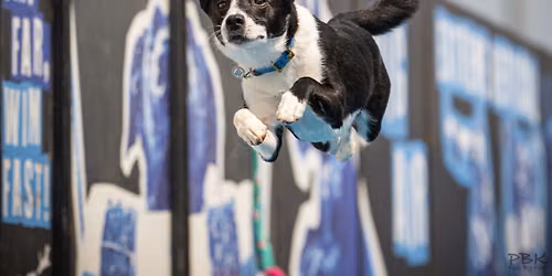 Cottonwood County Fair with DockDogs\u00ae Northern Stars