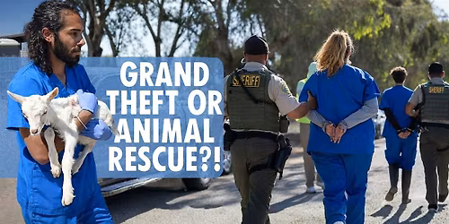 Grand Theft or Animal Rescue