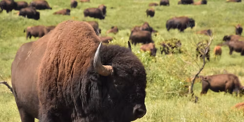 Learn from the Experts: Bison Tales & Tallgrass Trails