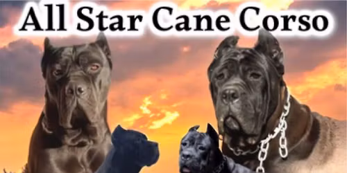 All star cane corso puppy reservations