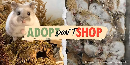 Adopt, Don't Shop! Tell Petco to Stop Selling Animals!